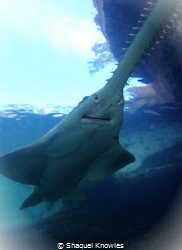 Smalltooth Sawfish by Shaquel Knowles 
